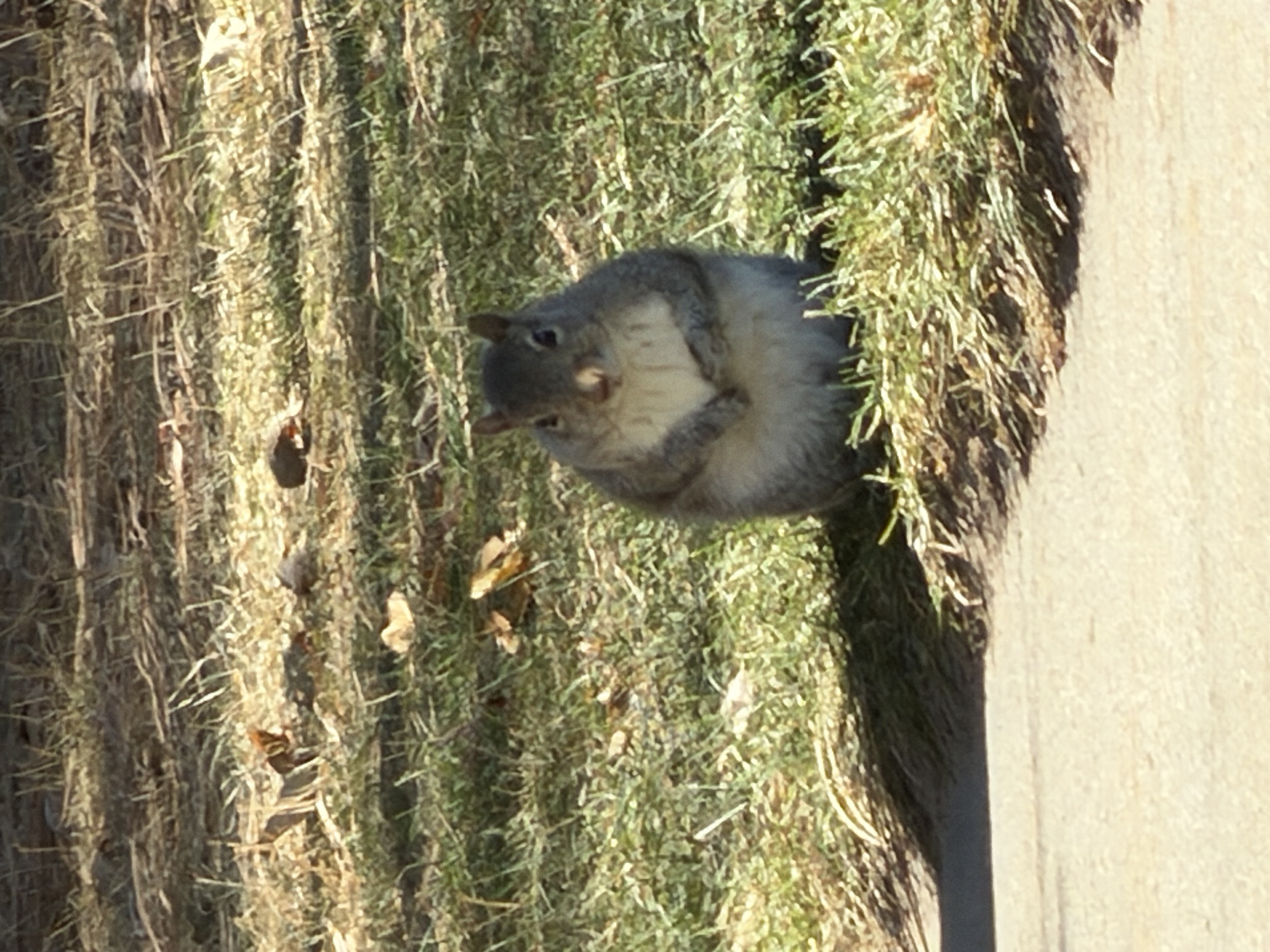 A squirrel on a mossy tree trunk